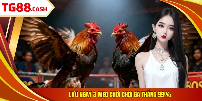 Lưu ngay 3 mẹo chơi chọi gà thắng 99%