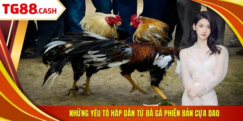 Những yếu tố hấp dẫn từ đá gà phiên bản cựa dao
