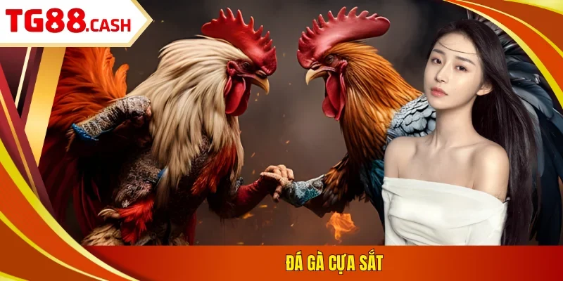 Đá gà cựa sắt