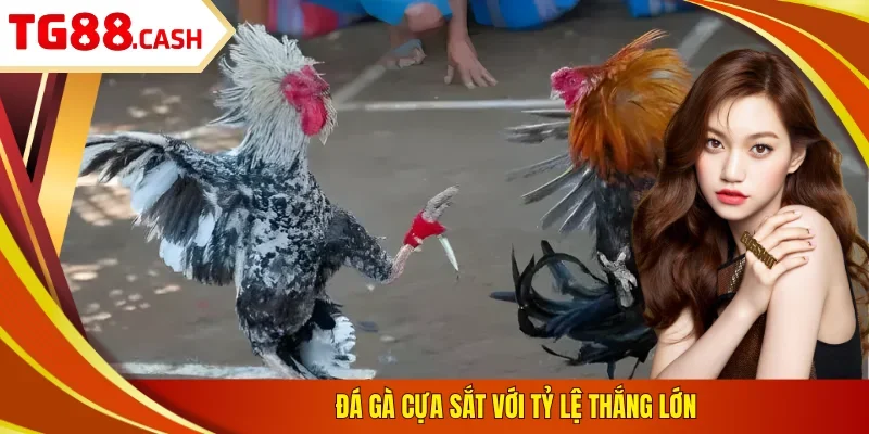 Đá gà cựa sắt với tỷ lệ thắng lớn