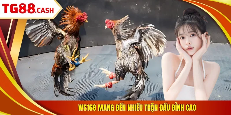 WS168 mang đến nhiều trận đấu đỉnh cao