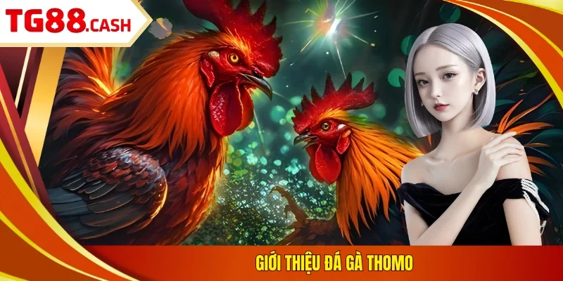Giới thiệu đá gà Thomo